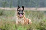 MALINOIS 591